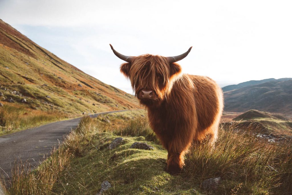 HIGHLAND RALLYE – Clubdaumale